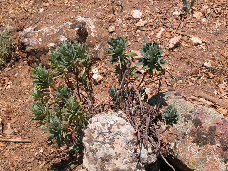 Euphorbia characias